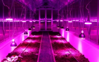 Szklarnia poliwęglanowa - Czułów