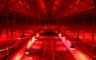 Szklarnia poliwęglanowa - Czułów